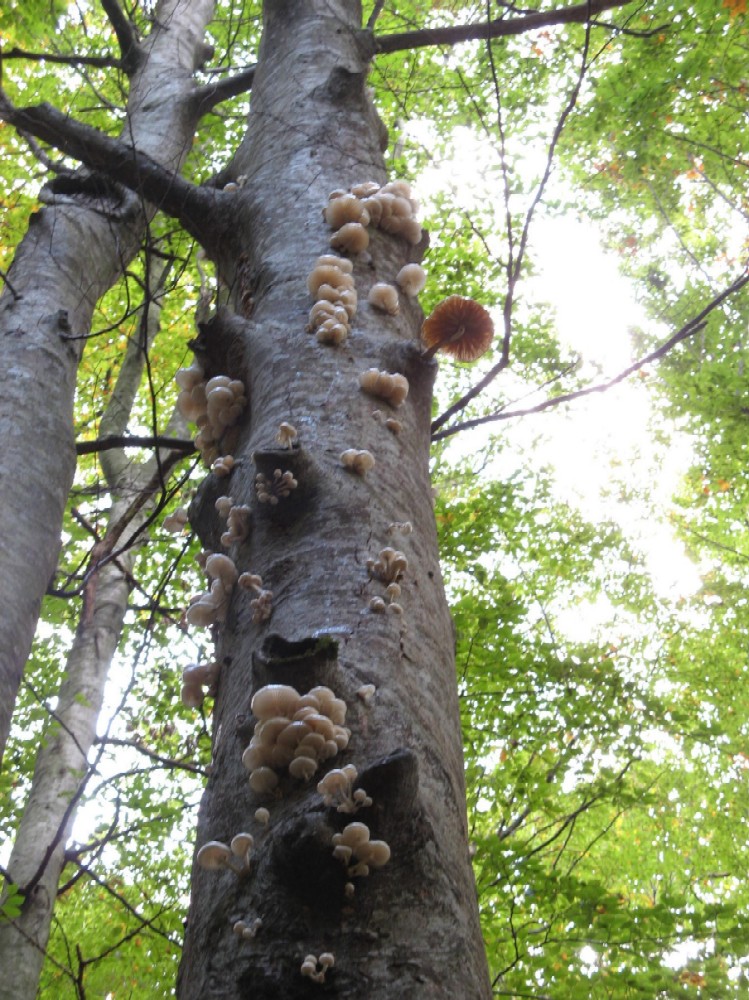 appennino pistoiese 1